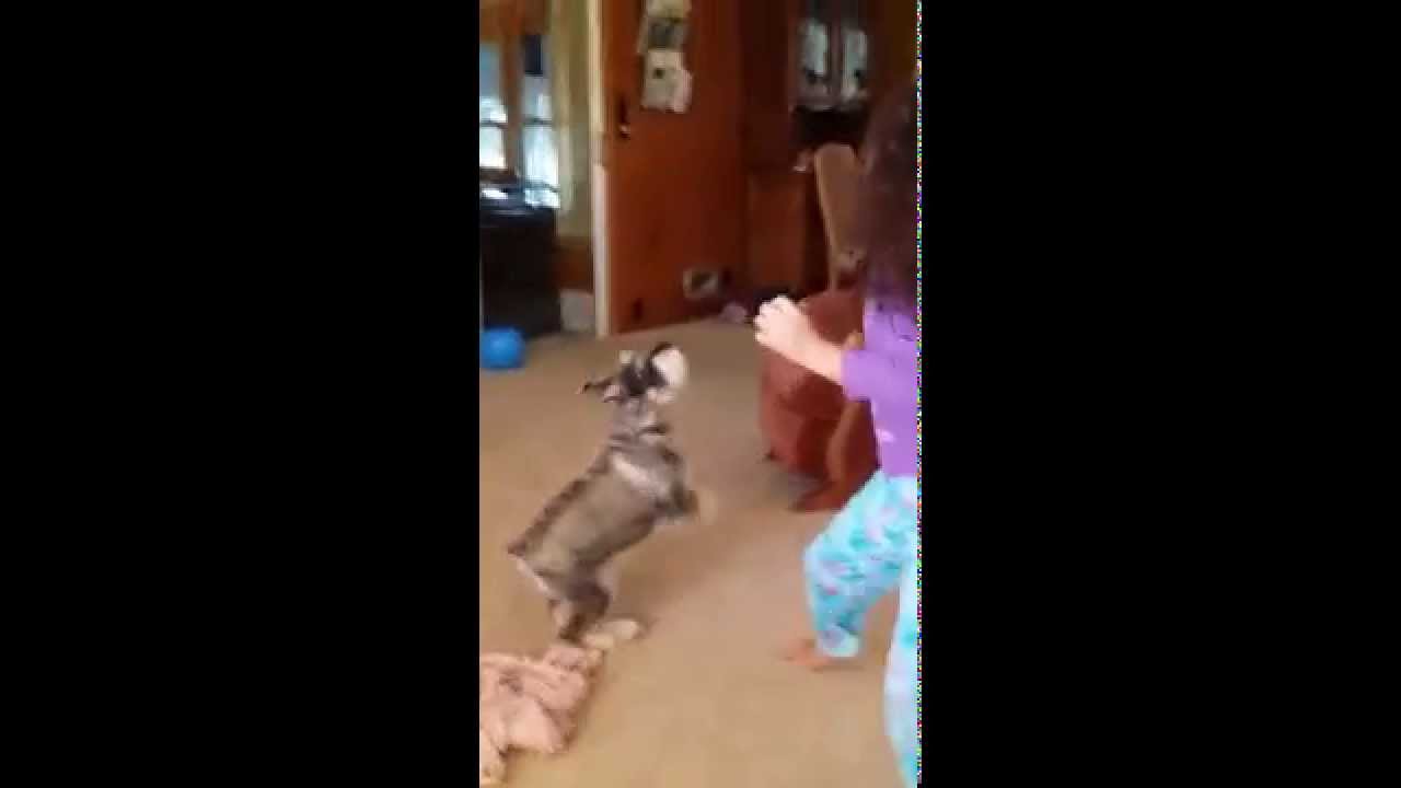 My Dog playing Volleyball YouTube