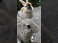 俺らの時代が始まったな(うさぎ) #shorts