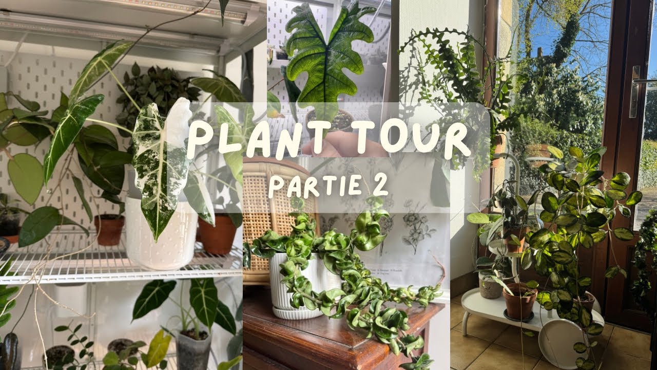 Plant tour partie 2 - ma vitrine IKEA 