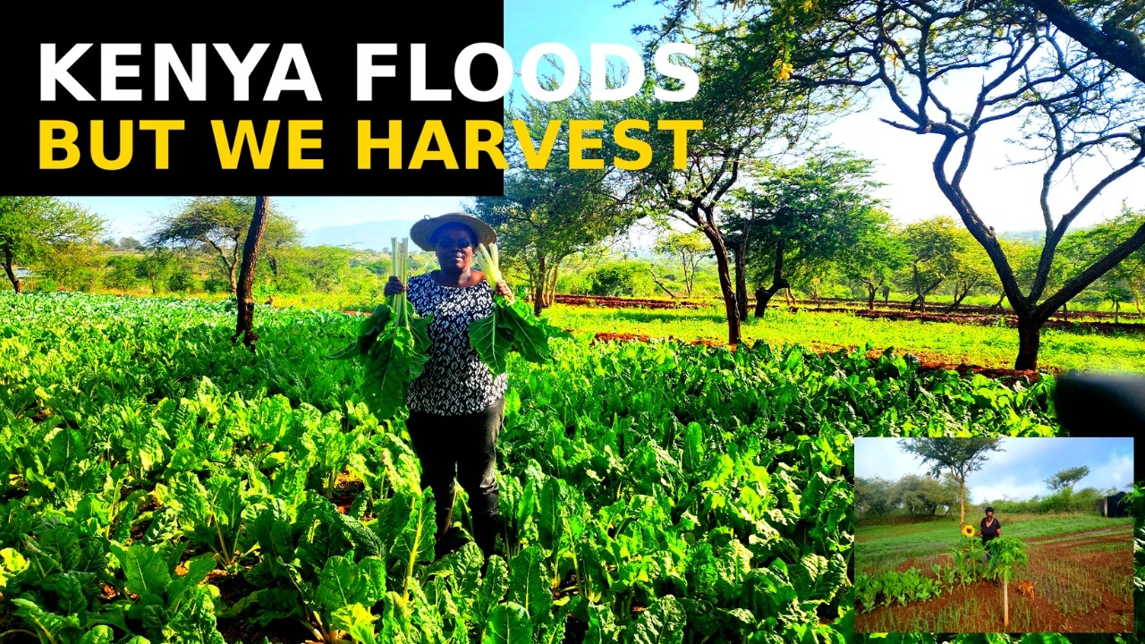 Floods in Kenya but Jeddy Farm Thrives | Spinach, Onions & Women’s Day on the Farm