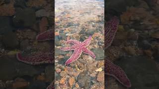 Приморский край за 5 дней #приморскийкрай #владивосток #travelvlog