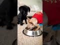 【Lab &amp; Kitty Life】Tiny Bully Steals Food, Big Bro Stops The Show