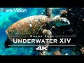 Underwater relaxing  🦑, Seychelles 🇸🇨   - Marine Monday 🧜‍♀️🧜‍♂️ [4K] part 14