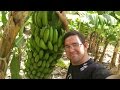 BANANA CULTIVO ADUBAÇÃO CORRETA A BANANA NANICA, PRATA, MAÇÃ E BANANA DA TERRA #SítioGilSat