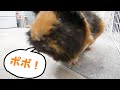 【鳴き声】怒ったモルモットが至近距離でポッポポッポうるさくて、、、　POPOPOPO Piggy