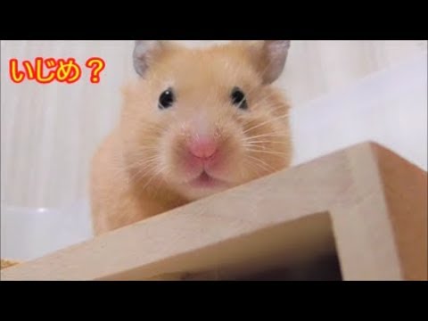 ハムスター 落下 痙攣