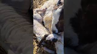 Brand new newborn baby goat with its mom #cute #trending #goat #viral #animals #baby #kids