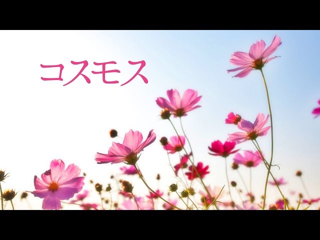 Cosmos JUNCO