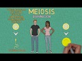 MEIOSIS - características generales