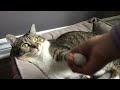 Cute cat