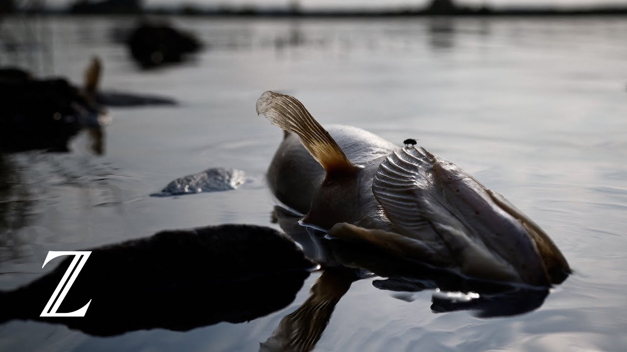 Unschöner Anblick: Massenhaftes Fischsterben im Parchauer See | MDR SACHSEN-ANHALT HEUTE | MDR