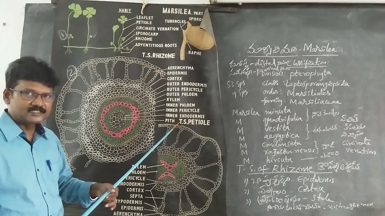 I B.SC II Sem Botany Topic Marsilea External Characters and T.S of Rhizome