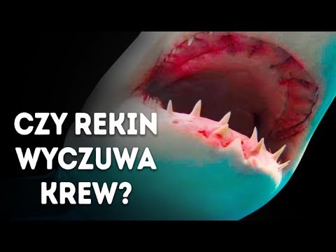 Czy rekiny mają 1 ząb?