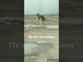 П є кіт і п є собака П є кіт і п є собака