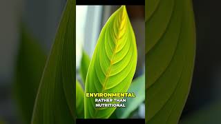 Diagnosing Plant Issues: Environmental vs. Nutritional Causes