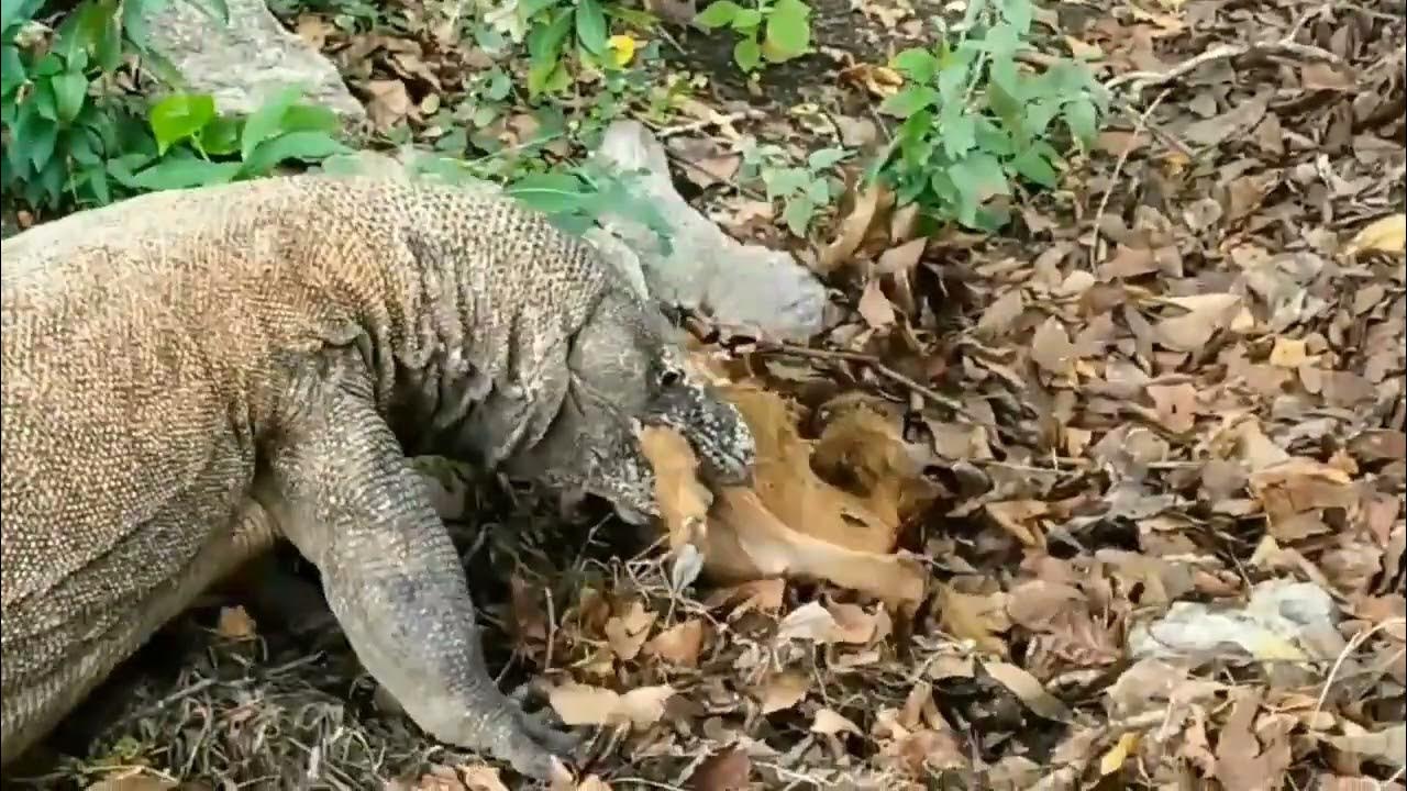 So Sad baby goat killing by brutal Komodo dragon at farming area