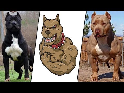 muscular endurance TOP 10 MOST MUSCULAR DOG BREEDS IN THE WORLD