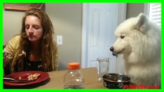 Cutest samoyed puppy eating by Puppy Love 2,883 views 8 years ago 7 minutes, 2 seconds