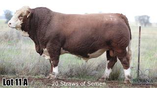 Lot 11A Barana Vantage V032 (Semen Package)