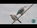 🐦Canto del Azulejo Común/Blue-gray Tanager - (Thraupis episcopus)