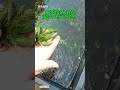 【ゼロ円水草】#メダカ #水草 #マツモ