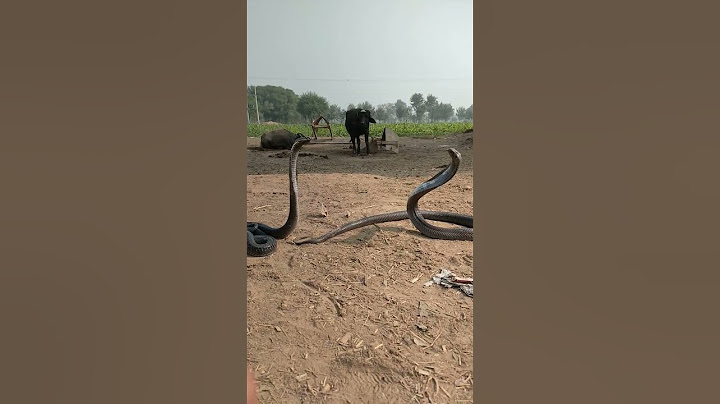king Cobra Sanke naag Jogi dance short video naag Jogi #snake #kingcobra #vlog #snakebite #naag