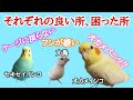 飼いやすい鳥・可愛い鳥・楽しい鳥！セキセイインコ　オカメインコ　文鳥　可愛いのは？飼いやすいのは？一緒に居て楽しいのは？それぞれの鳥達の魅力と困った所。