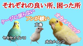 飼いやすい鳥・可愛い鳥・楽しい鳥！セキセイインコ　オカメインコ　文鳥　可愛いのは？飼いやすいのは？一緒に居て楽しいのは？それぞれの鳥達の魅力と困った所。