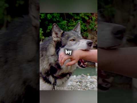 Boy puts hand in wolf's mouth