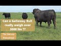 Meet Zeek - The 3000 lb Galloway Bull