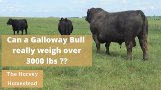 Meet Zeek - The 3000 lb Galloway Bull