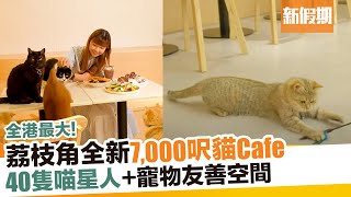 荔枝角貓Cafe URBAN Cafe！7,000呎空間全港最大＋40隻貓貓｜新假期【玩樂速報】