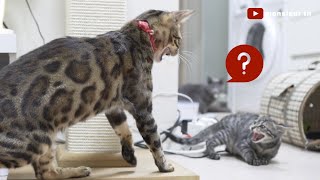 A Small Rescue Kitten Meets 3 Resident Cats in a Tiny Apartment by monsieur tn 27,528 views 4 years ago 10 minutes, 26 seconds