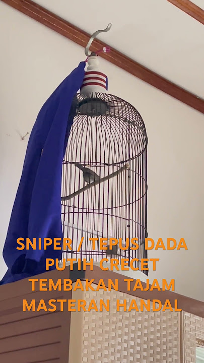 SNIPER TEPUS DADA PUTIH GACOR NEMBAK COCOK BUAT MASTERAN #kicaumania #burung #birds