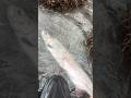 #pnwfishing #fishing #fishing #steelhead #trout #steelheadfishing #troutfishing #greatpnw #fish