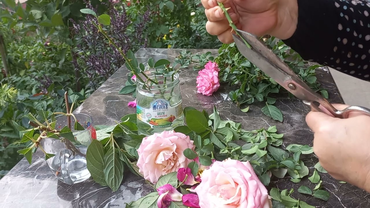 АТИРГУЛНИ ЧЕРЕНКА КИЛАМИЗ