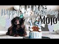 I THREW MY DOG A BIRTHDAY PARTY | Mojo&#39;s 14th Birthday Party | Dachshund Birthday Party