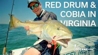 INSANE Sight Casting on Light Tackle! (Springtime Red Drum & Cobia Fishing)
