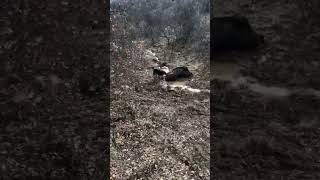 GIANT WILD BOAR WS DOGS! #hunting #beagle #wildboar