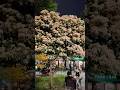Mehmet Çetin Kaya Park {Fatih Belediyesi Şehit} - ISTANBUL [8 May 2026] #travel #istanbul