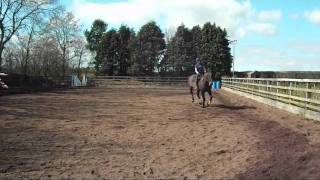 Harvey - Flatwork