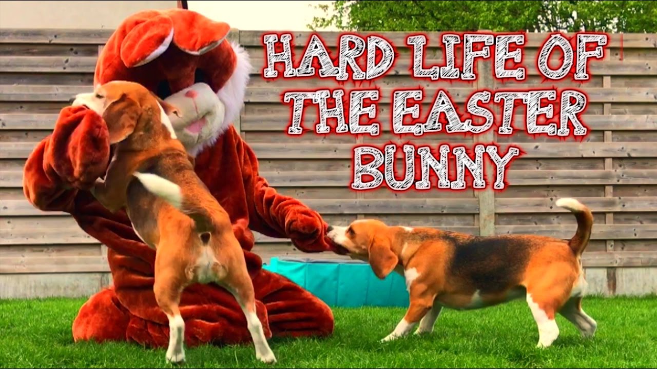 ⁣Funny Dogs Pranked By The Easter Bunny : Cute Beagle Dog Louie and Puppy Marie