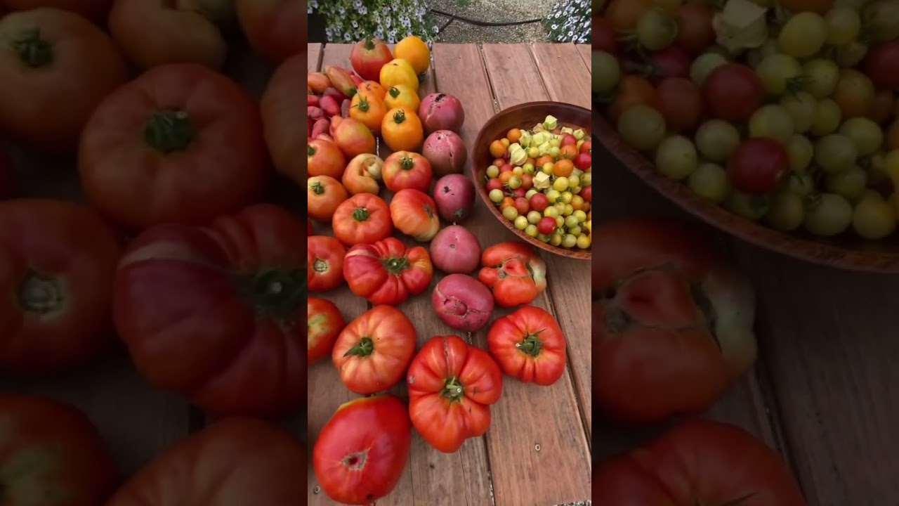 Huge tomato harvest tip!