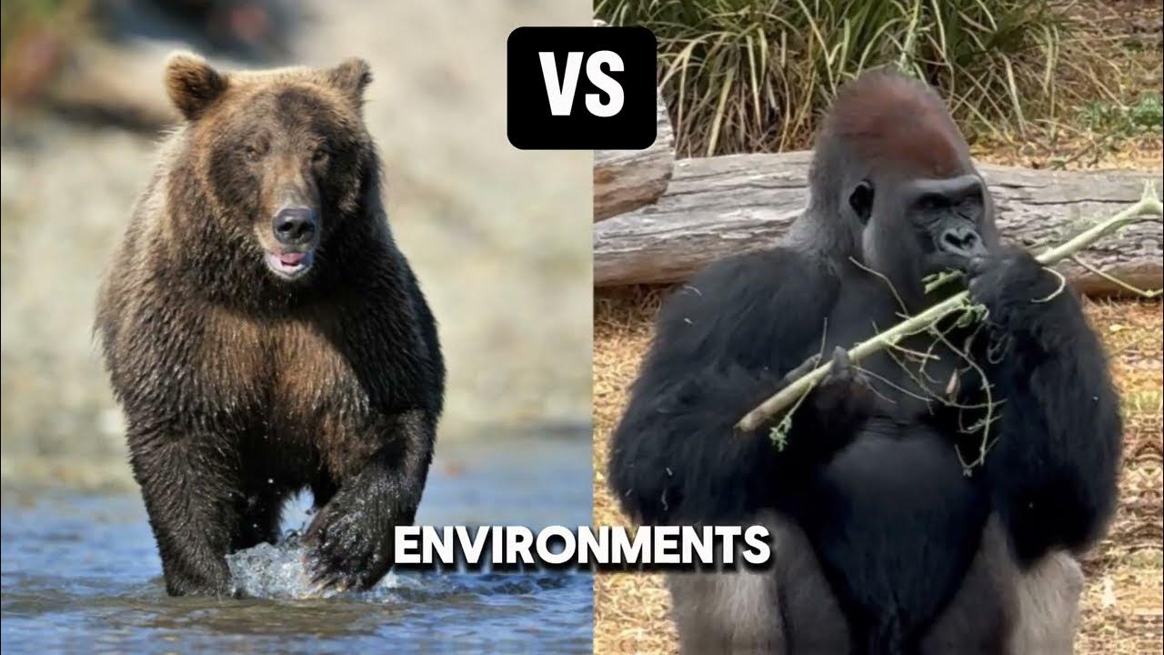 Who Would Win Grizzly Bear Or Gorilla Grizzly Bear VS Silverback Gorilla: Who Would Win? - YouTube