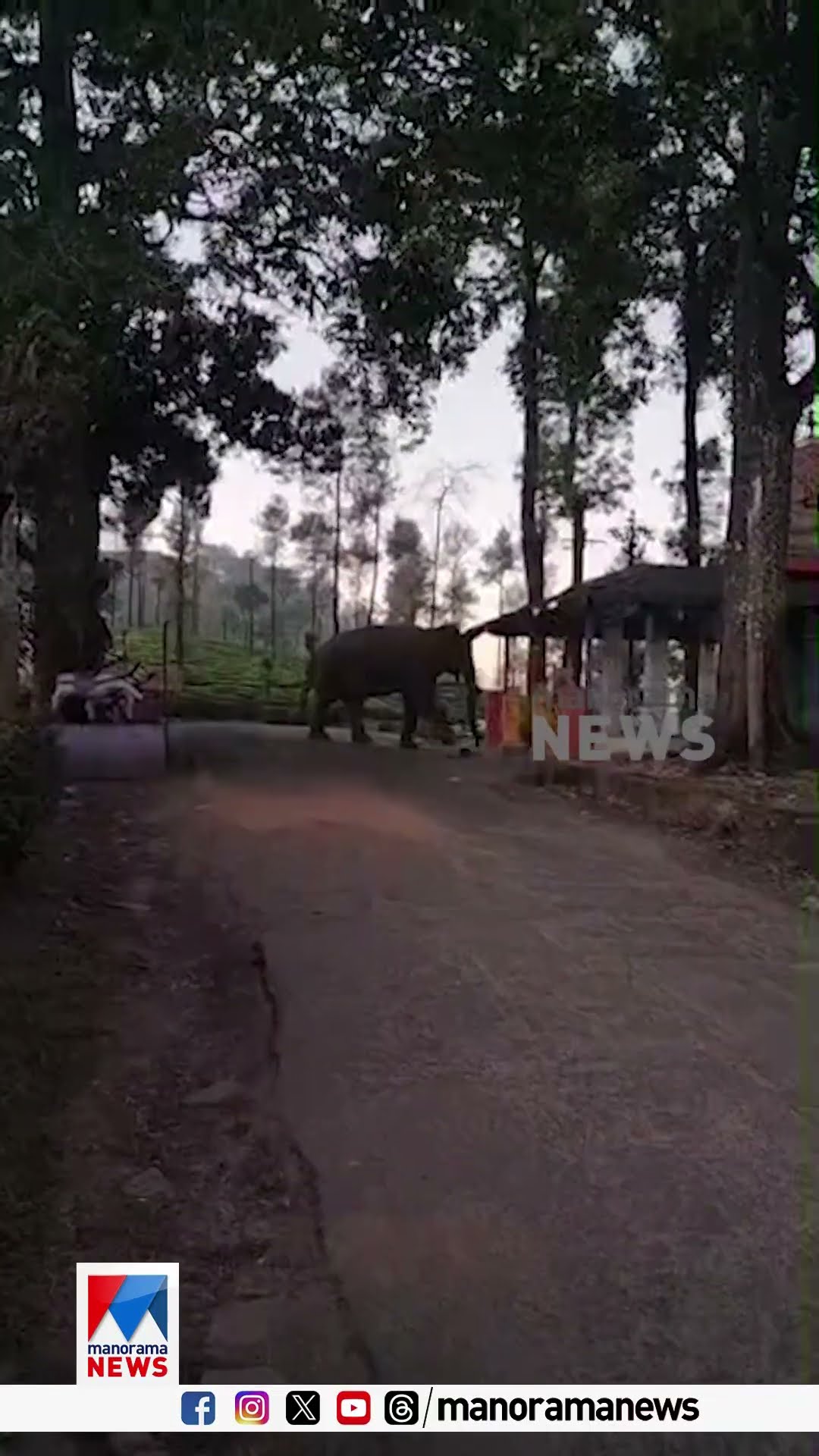 വാല്‍പ്പാറയില്‍ തമിഴ്നാട് ബസ് തടഞ്ഞ് ഒറ്റയാന്‍ #wildelephant