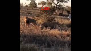 Львы убивают гиену/Lions kill a hyena.