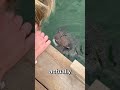 Close Up With A Pufferfish