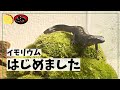 【イモリ】オキナワシリケンイモリのくろとまめをお迎え！【両生類飼育#1】