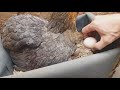 Nacimientos sorpresa de pollitos