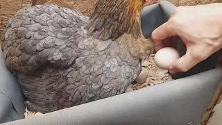 Nacimientos sorpresa de pollitos